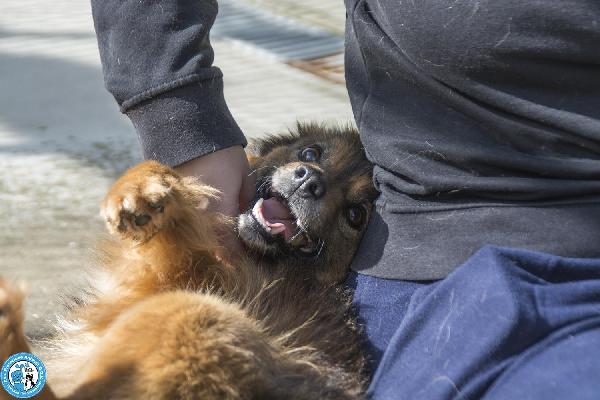 Bush: un simpatico orsetto di 10 kg Foto 6